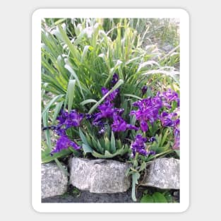 Dwarf Iris Sticker